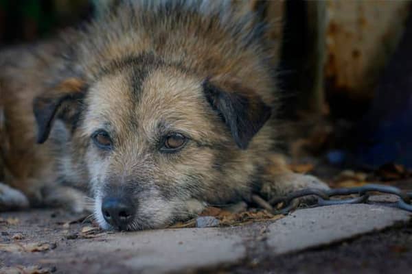 A questão dos maus-tratos aos animais pelos brasileiros