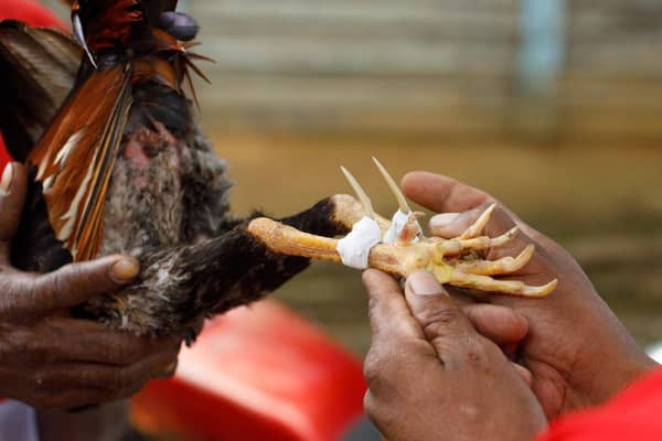 Tráfico de animais e medidas de garantia ao direito animal no Brasil