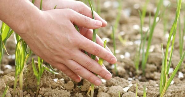 Desenvolvimento e Preservação Ambiental: como conciliar os interesses em conflito?