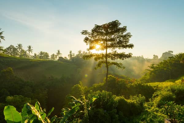Redação pronta sobre Meio Ambiente